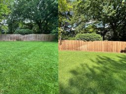 Wood Fence Restoration